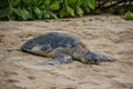 Turtle Beach near Haleiwa - North shore Oahu, Hawaii Royalty Free Stock Photo